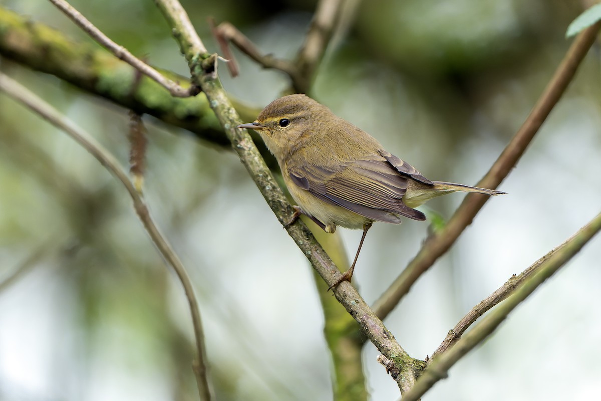 Iberian Chiffchaff - ML616712376