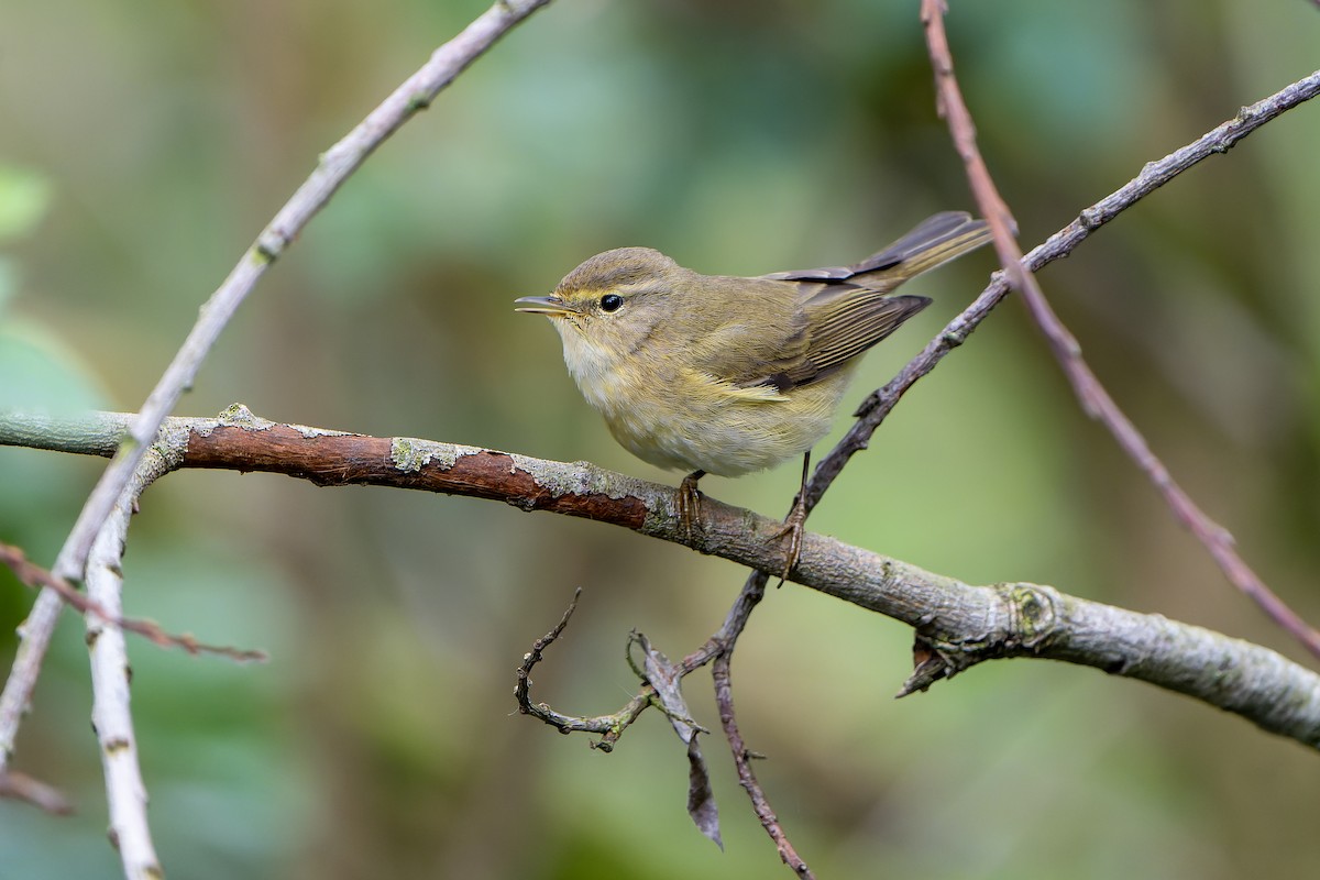 Iberian Chiffchaff - ML616712377