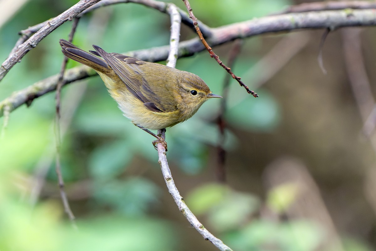 Iberian Chiffchaff - ML616712378