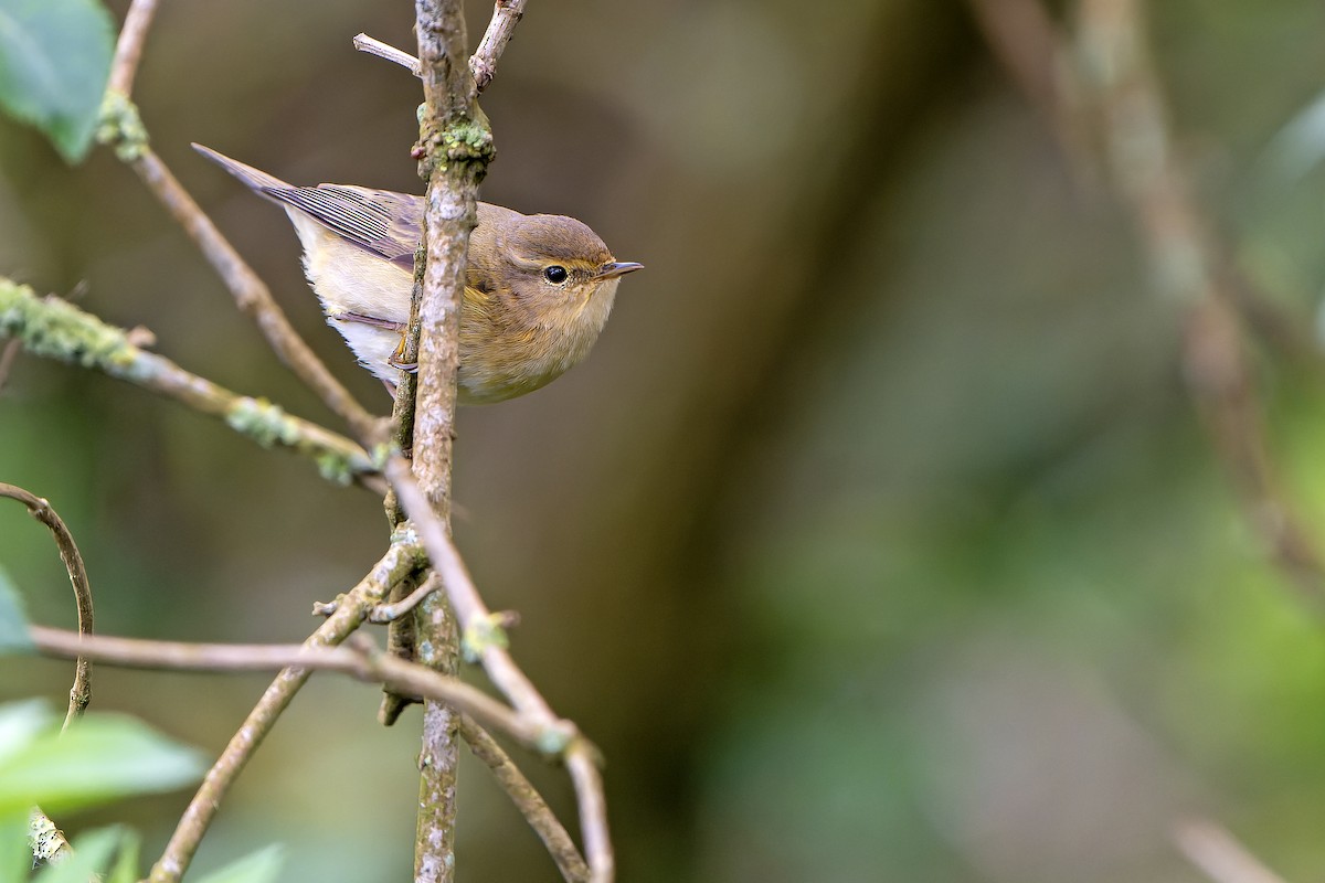 Iberian Chiffchaff - Daniel López-Velasco | Ornis Birding Expeditions