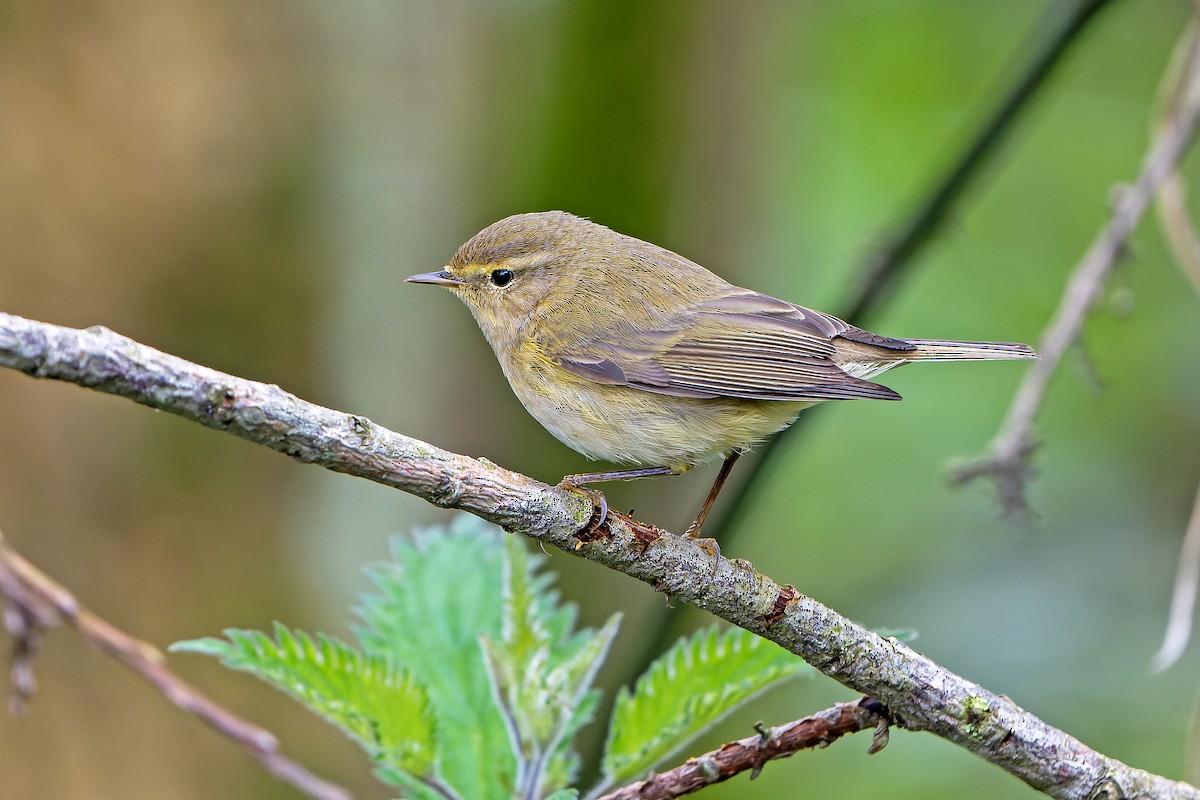 Iberian Chiffchaff - ML616712389