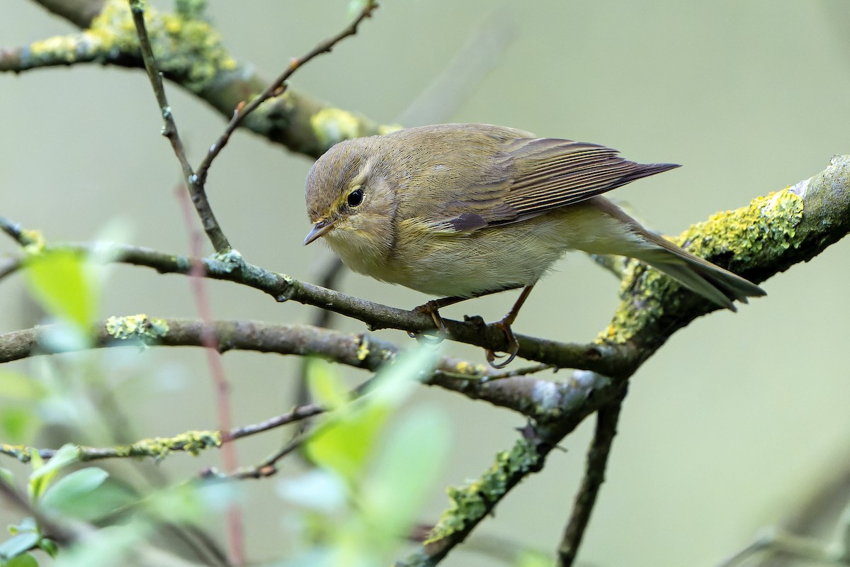 Iberian Chiffchaff - ML616712393