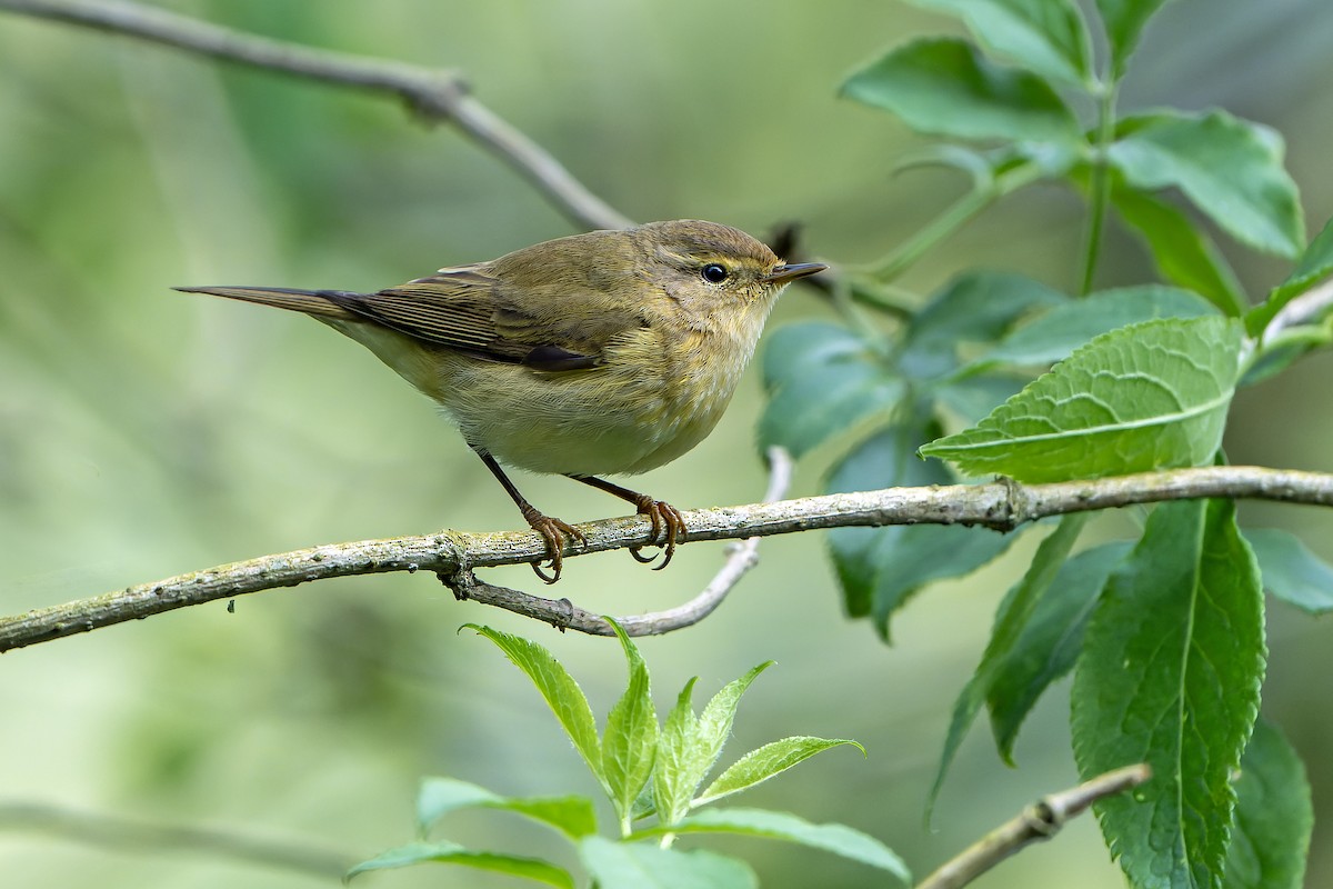 Iberian Chiffchaff - Daniel López-Velasco | Ornis Birding Expeditions