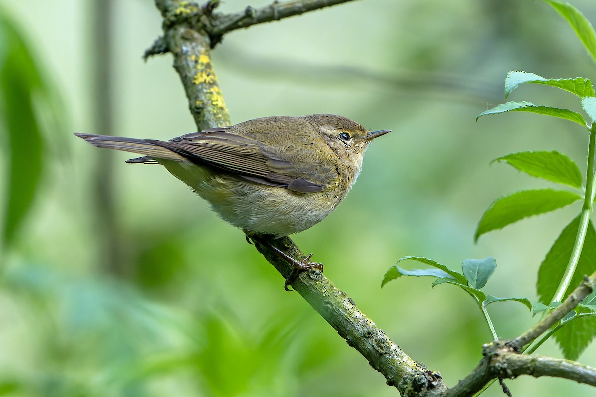 Iberian Chiffchaff - ML616712395