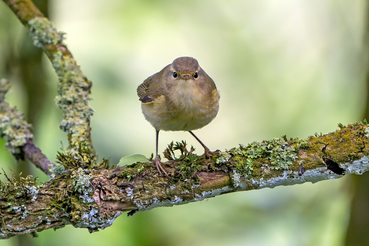 Iberian Chiffchaff - Daniel López-Velasco | Ornis Birding Expeditions