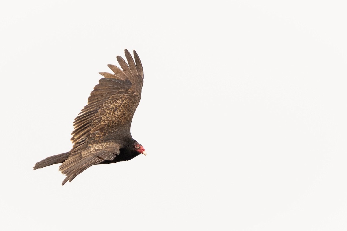 Turkey Vulture - ML616712402