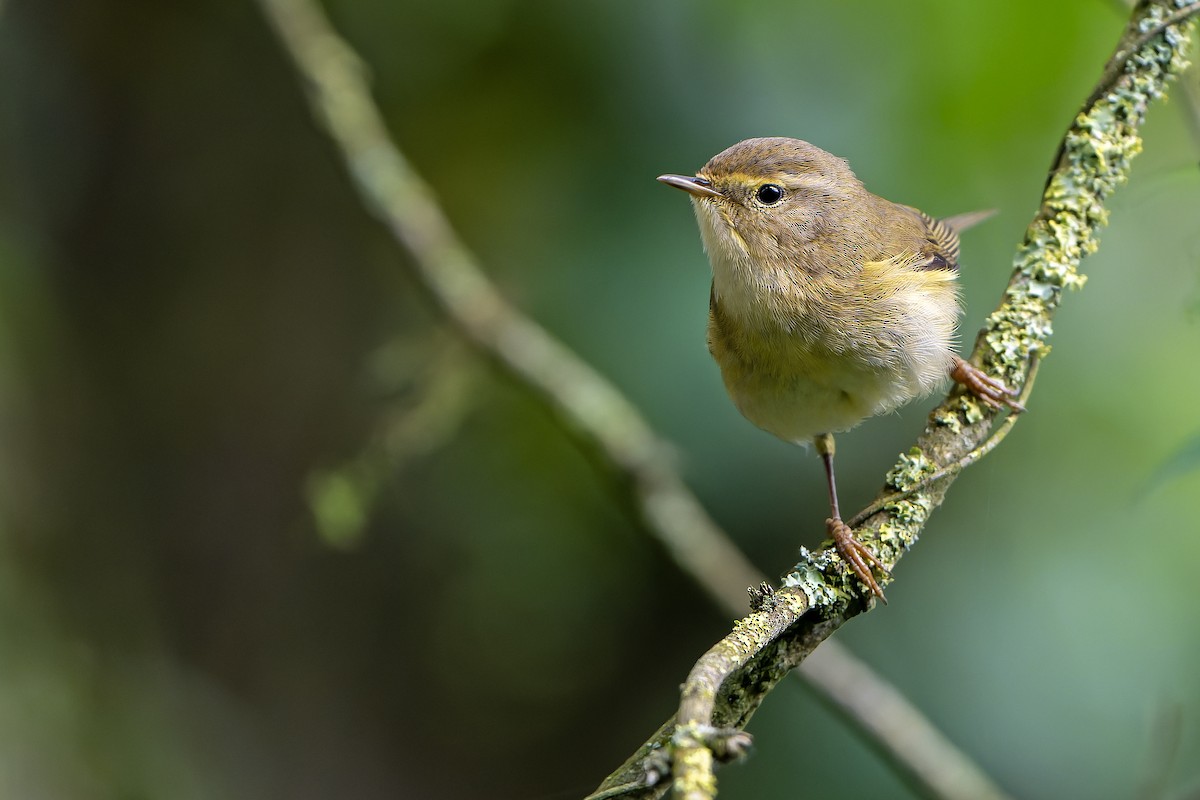 Iberian Chiffchaff - ML616712404