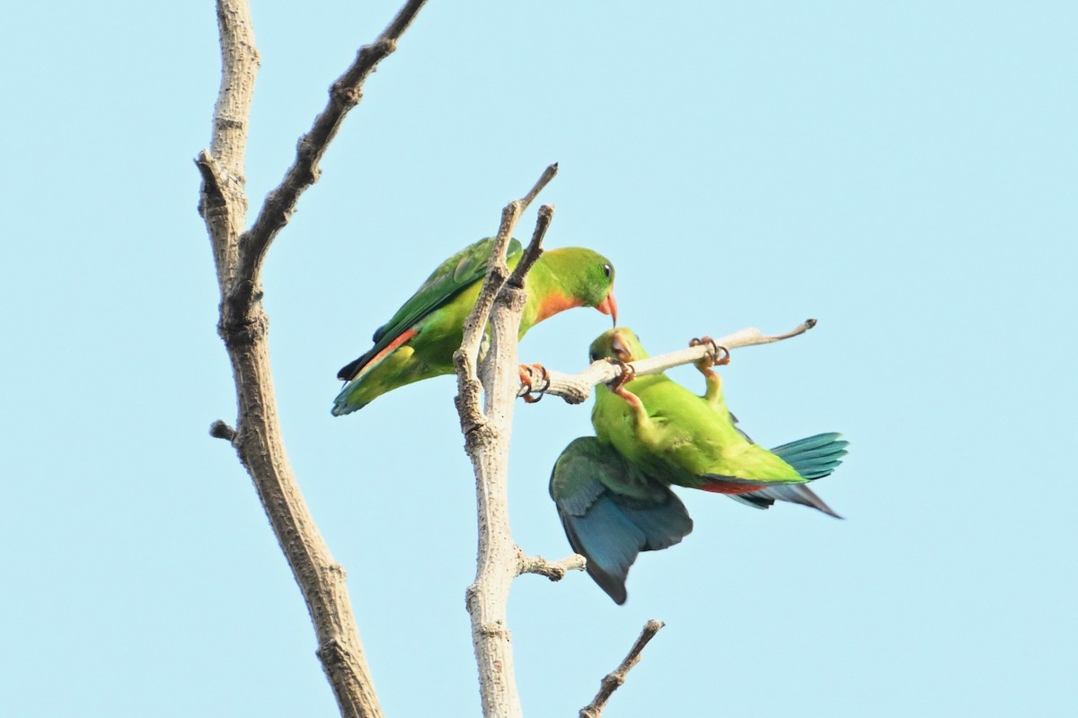 Philippine Hanging-Parrot - John Dumlao