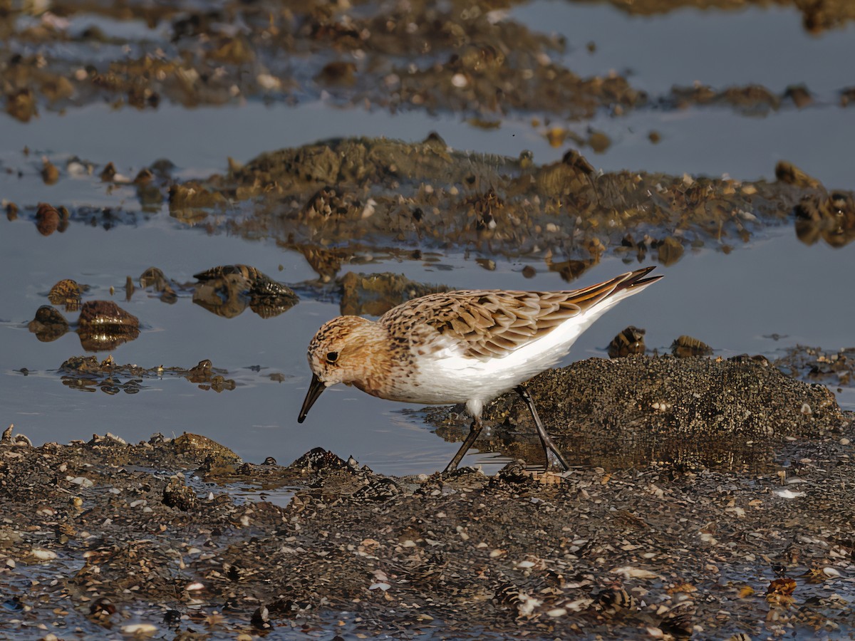 Rotkehl-Strandläufer - ML616712409