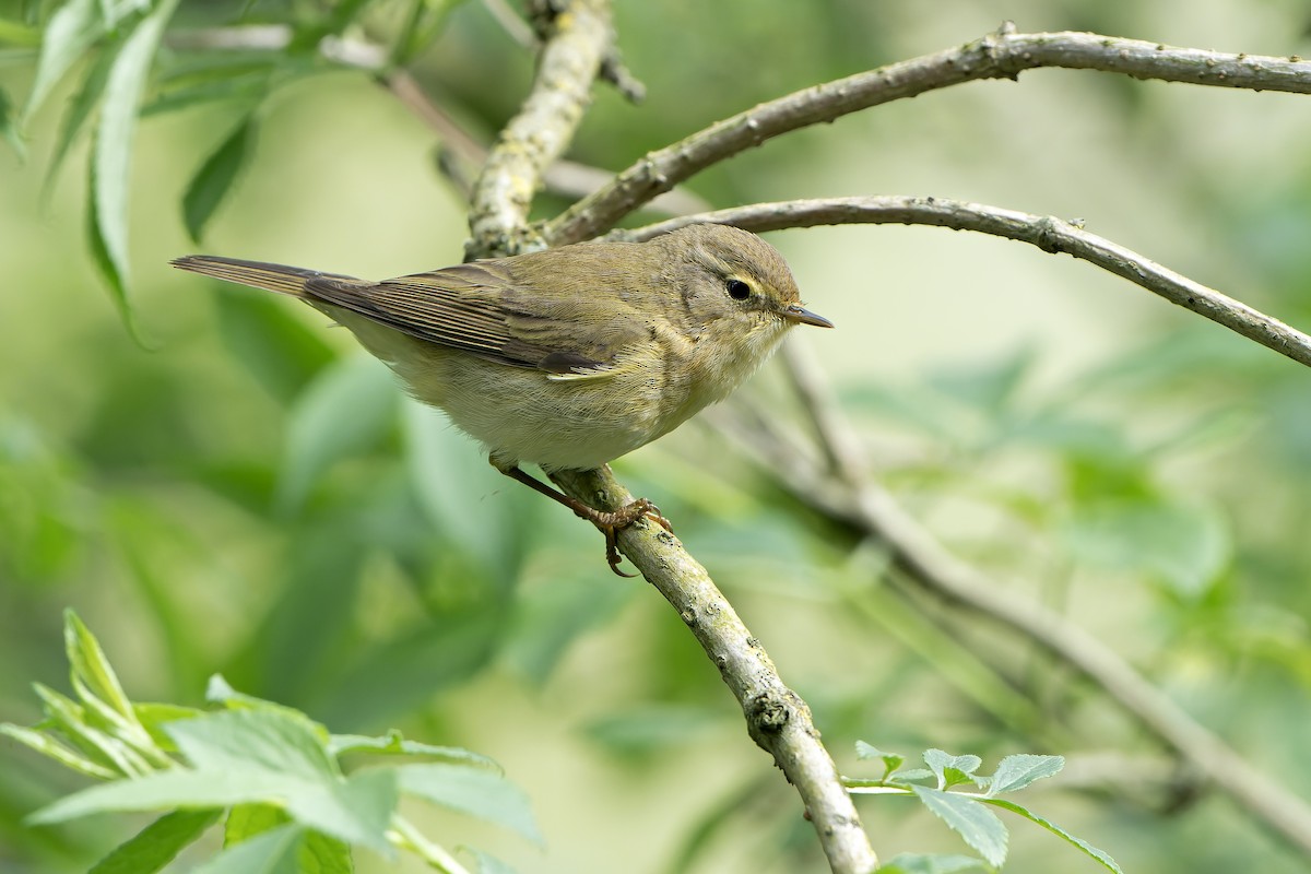 Iberian Chiffchaff - ML616712411