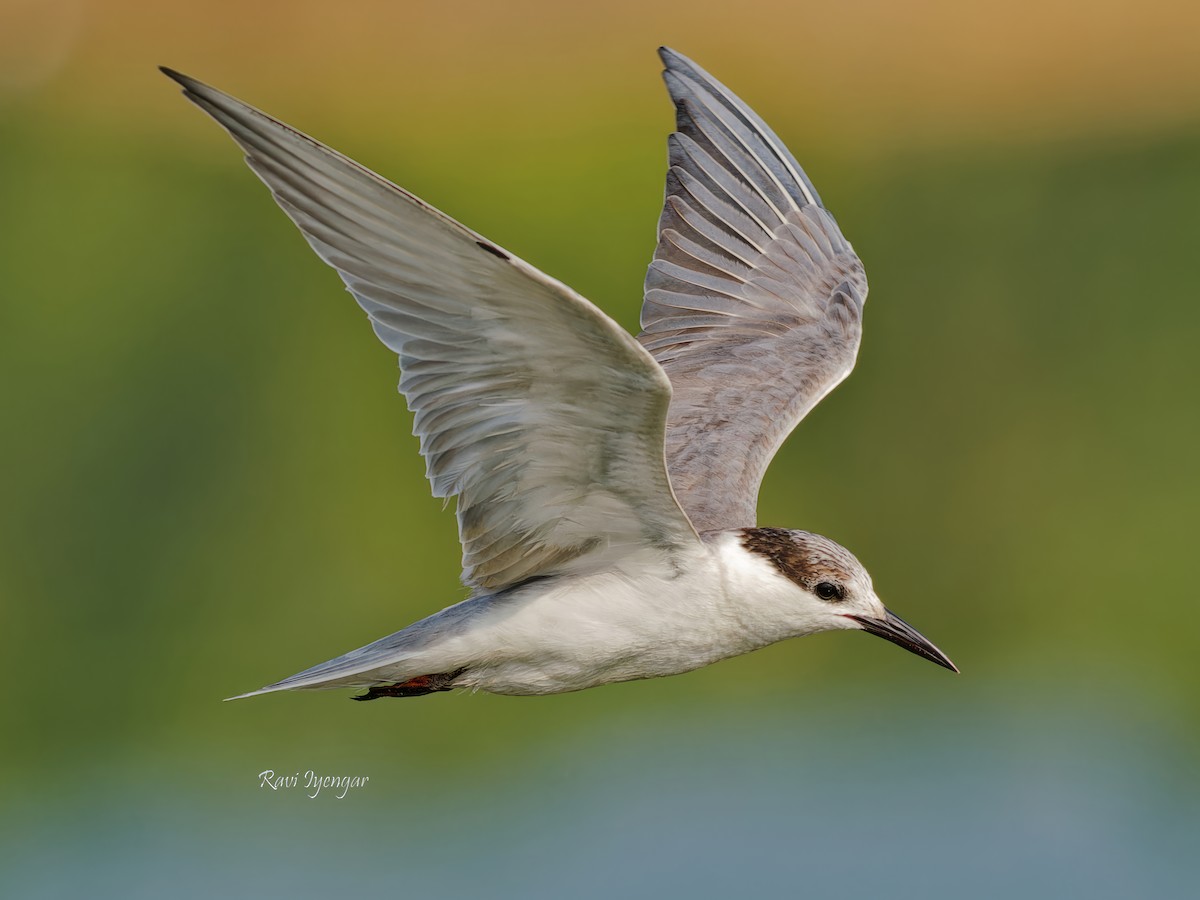 Whiskered Tern - Ravi Iyengar