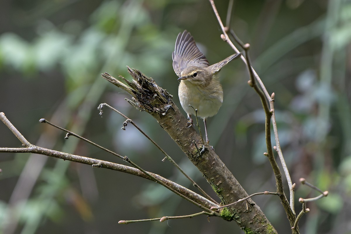 Iberian Chiffchaff - ML616712418