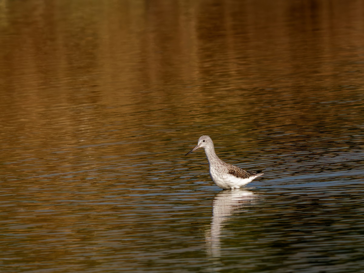 Common Greenshank - ML616712429