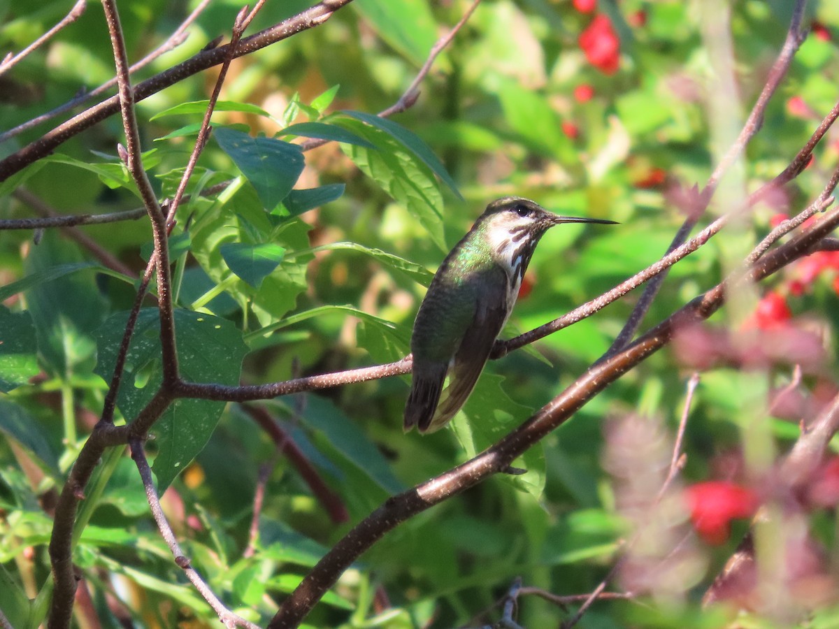 Calliope Hummingbird - ML616712432