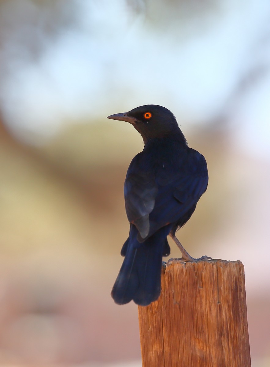 Pale-winged Starling - Yannick FRANCOIS