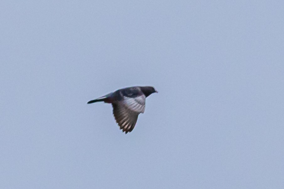 Rock Pigeon (Feral Pigeon) - ML616712437