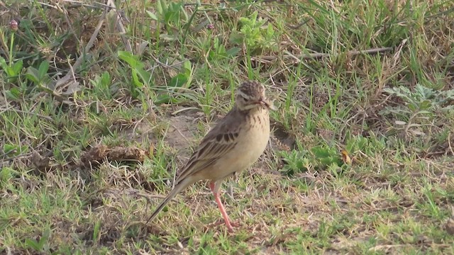 Paddyfield Pipit - ML616712439