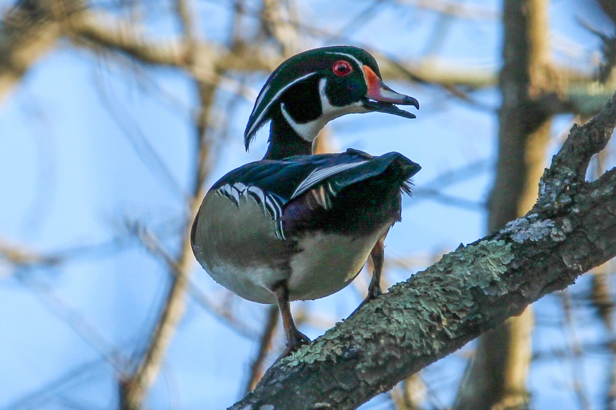 Wood Duck - ML616712467