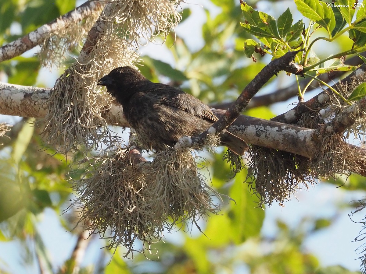 Vegetarian Finch - ML616712536