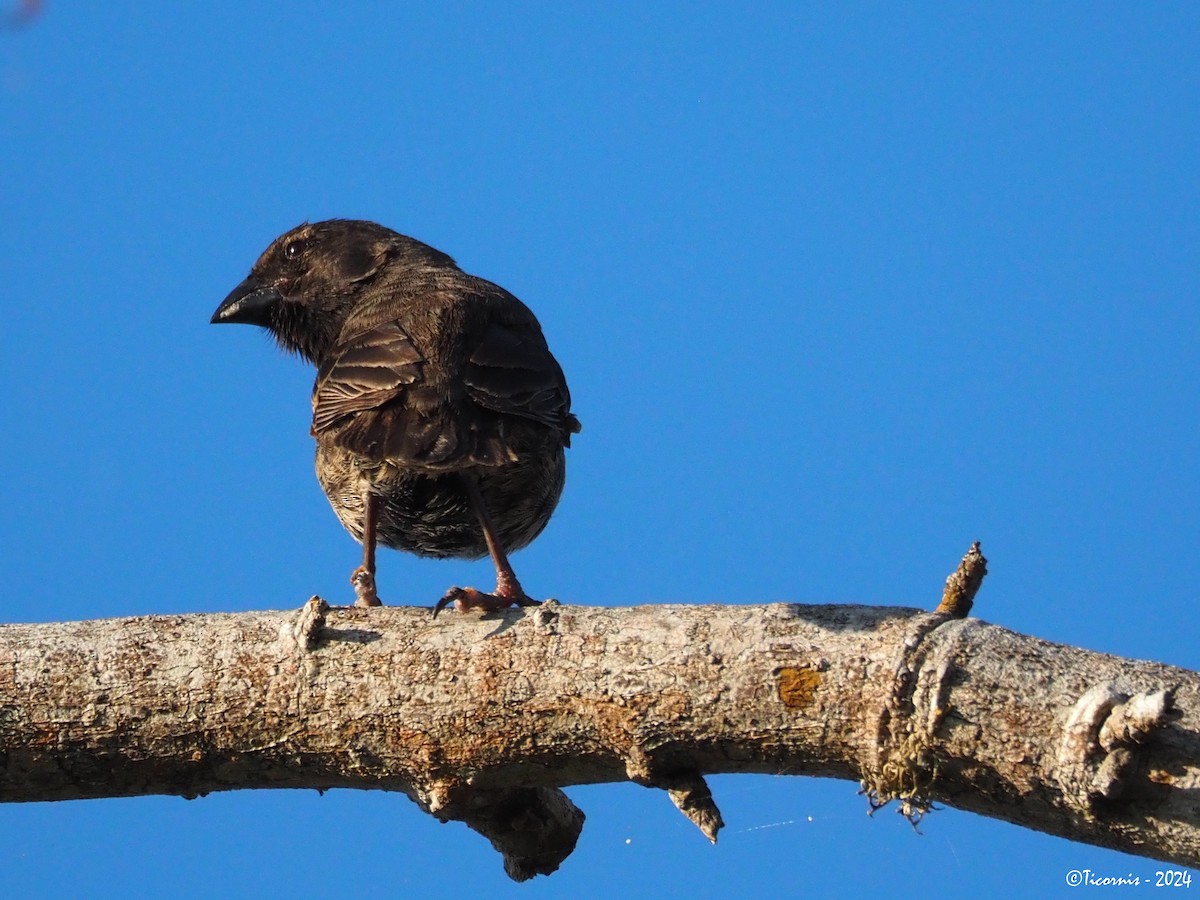 Vegetarian Finch - ML616712538