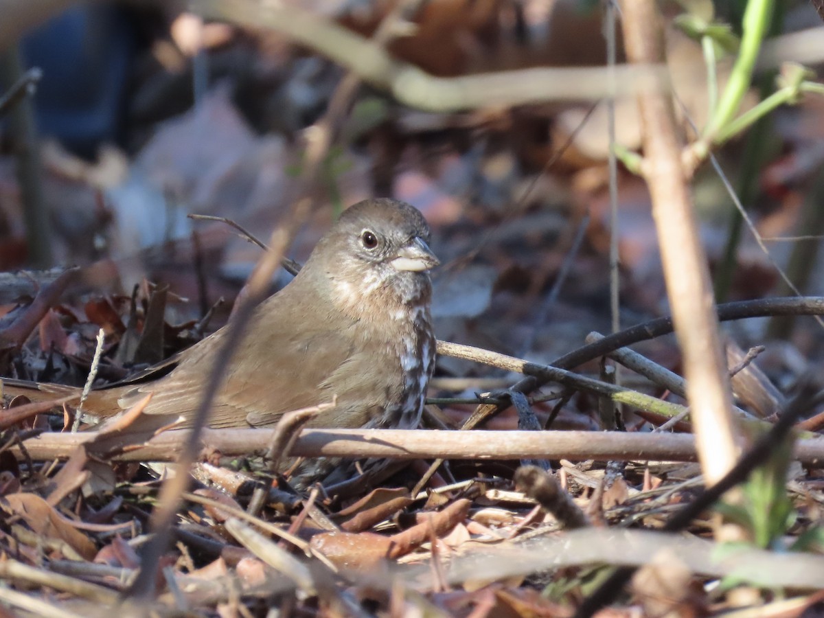 Fox Sparrow (Sooty) - ML616712573