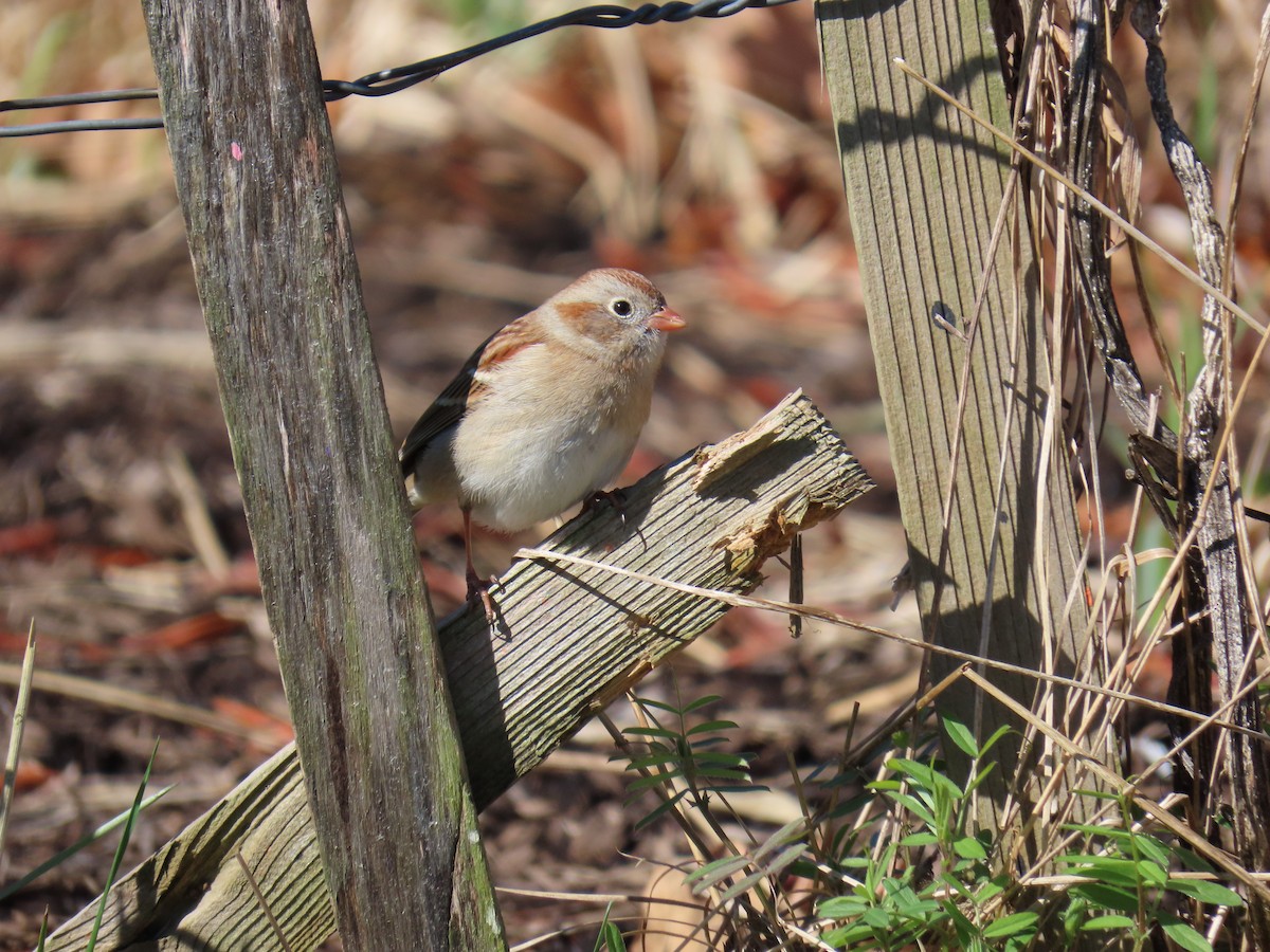 Field Sparrow - ML616712575