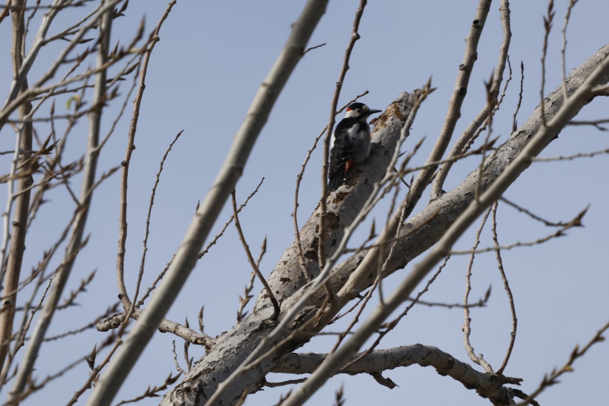 Syrian Woodpecker - ML616712583