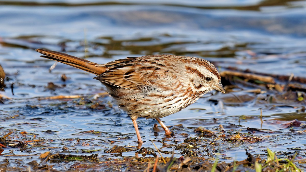 Song Sparrow - Craig Becker