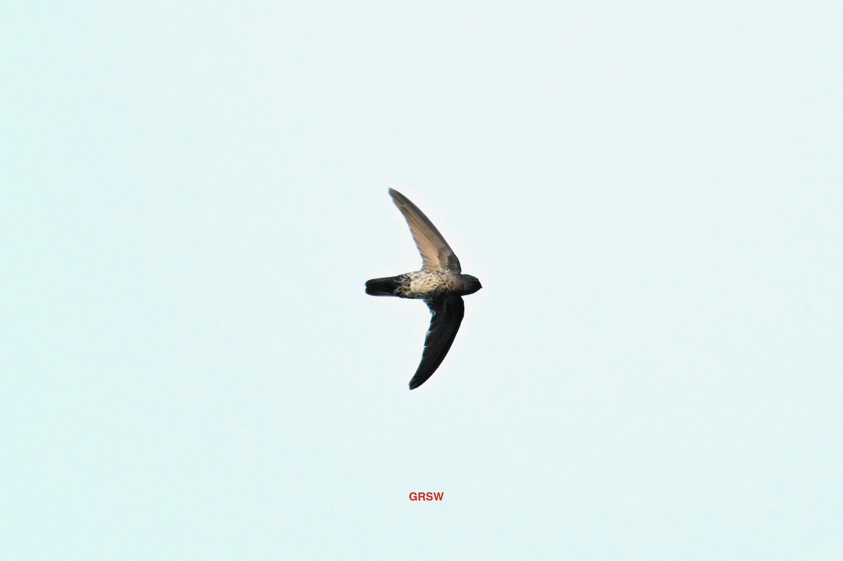 Gray-rumped Swiftlet - ML616712603