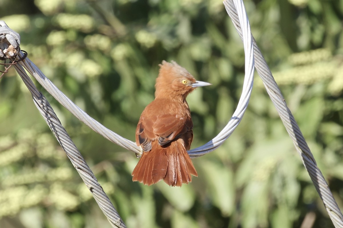 Rufous Cacholote - ML616712652