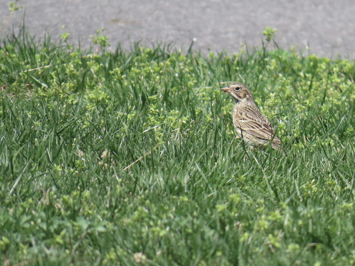 Vesper Sparrow - ML616712658