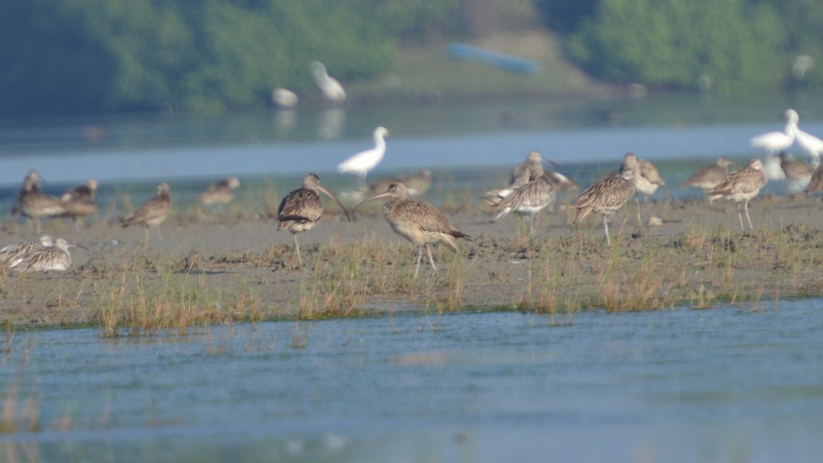 Far Eastern Curlew - ML616712674