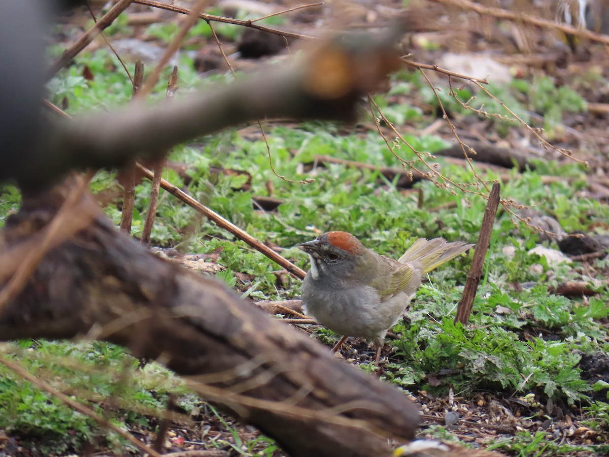 Green-tailed Towhee - ML616712675