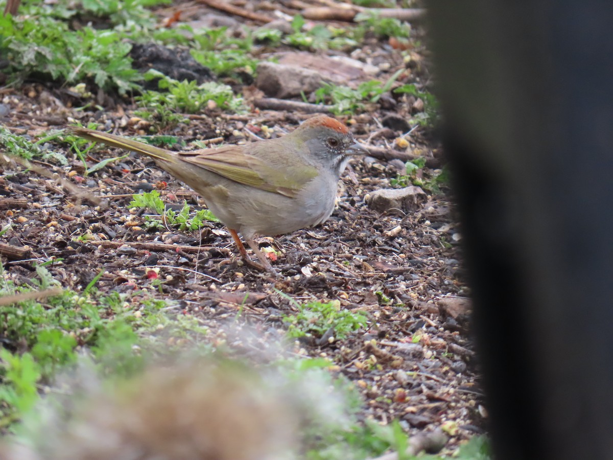 Green-tailed Towhee - ML616712676