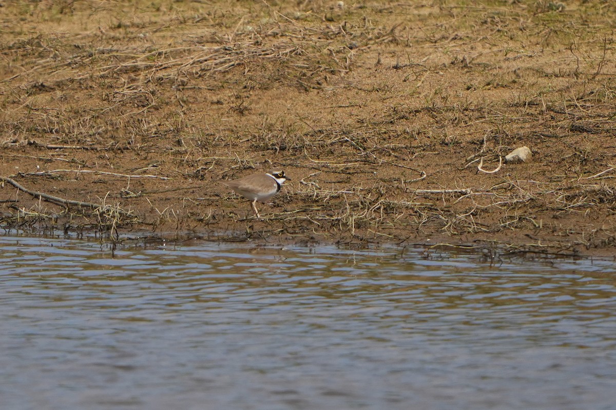 Little Ringed Plover - ML616712688