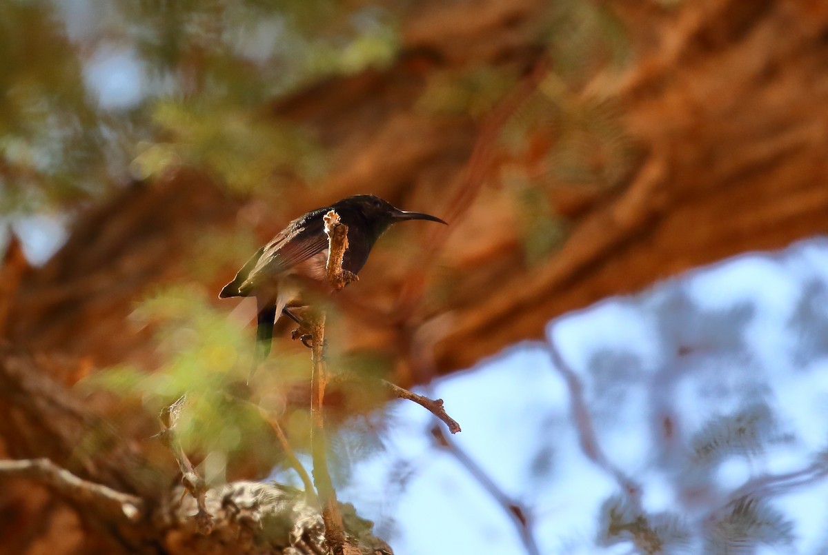 Dusky Sunbird - ML616712701