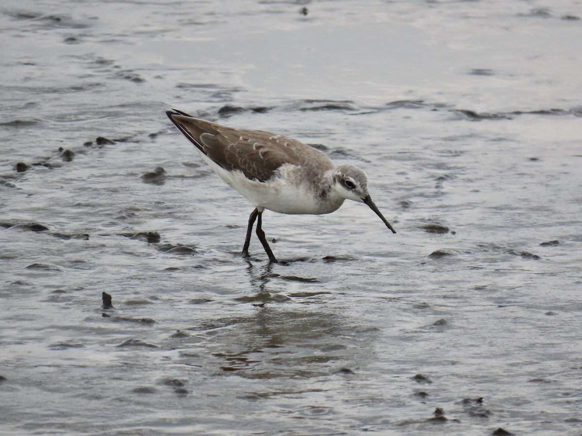 Wilson's Phalarope - ML616712705