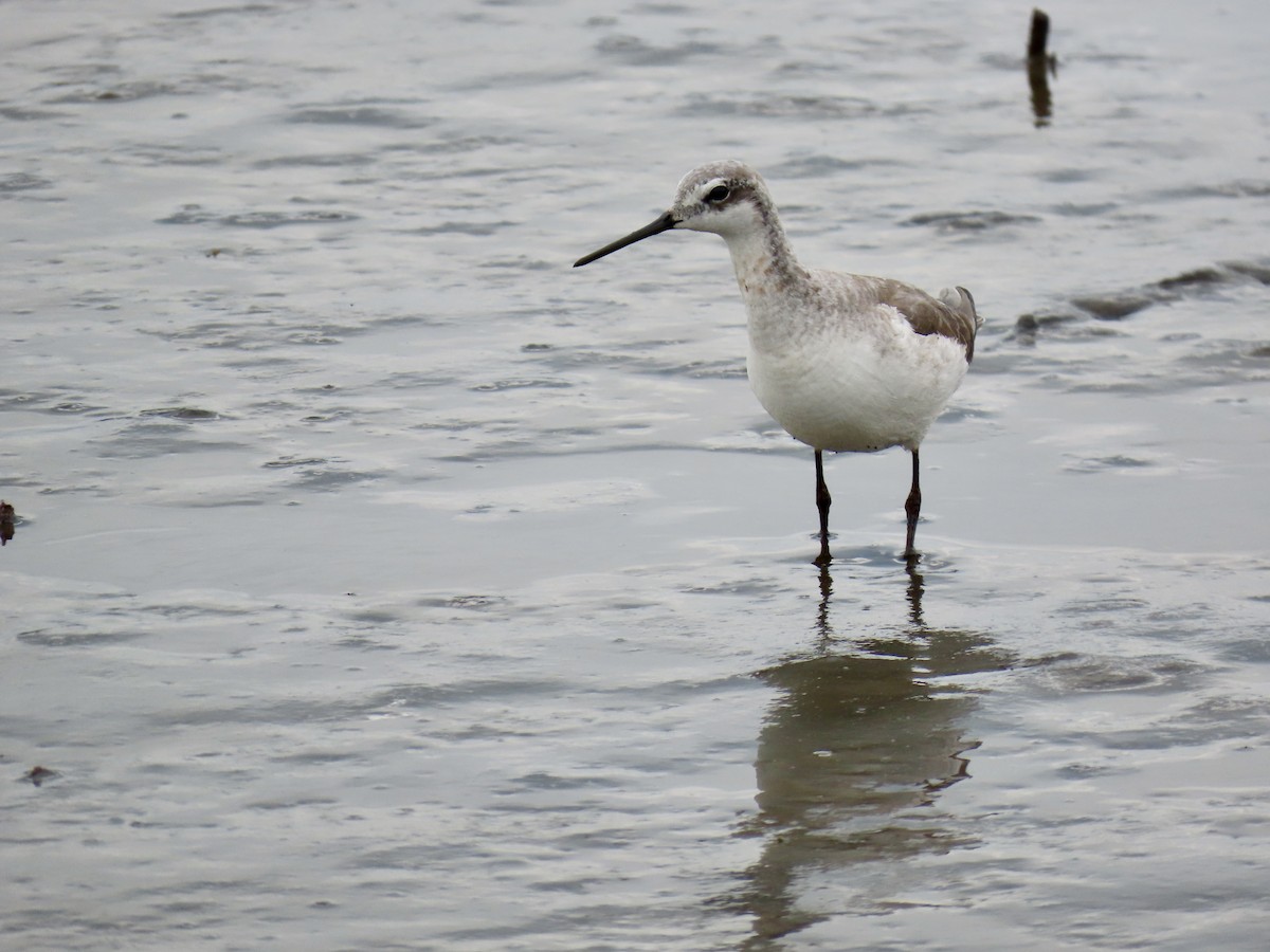 Wilson's Phalarope - ML616712706