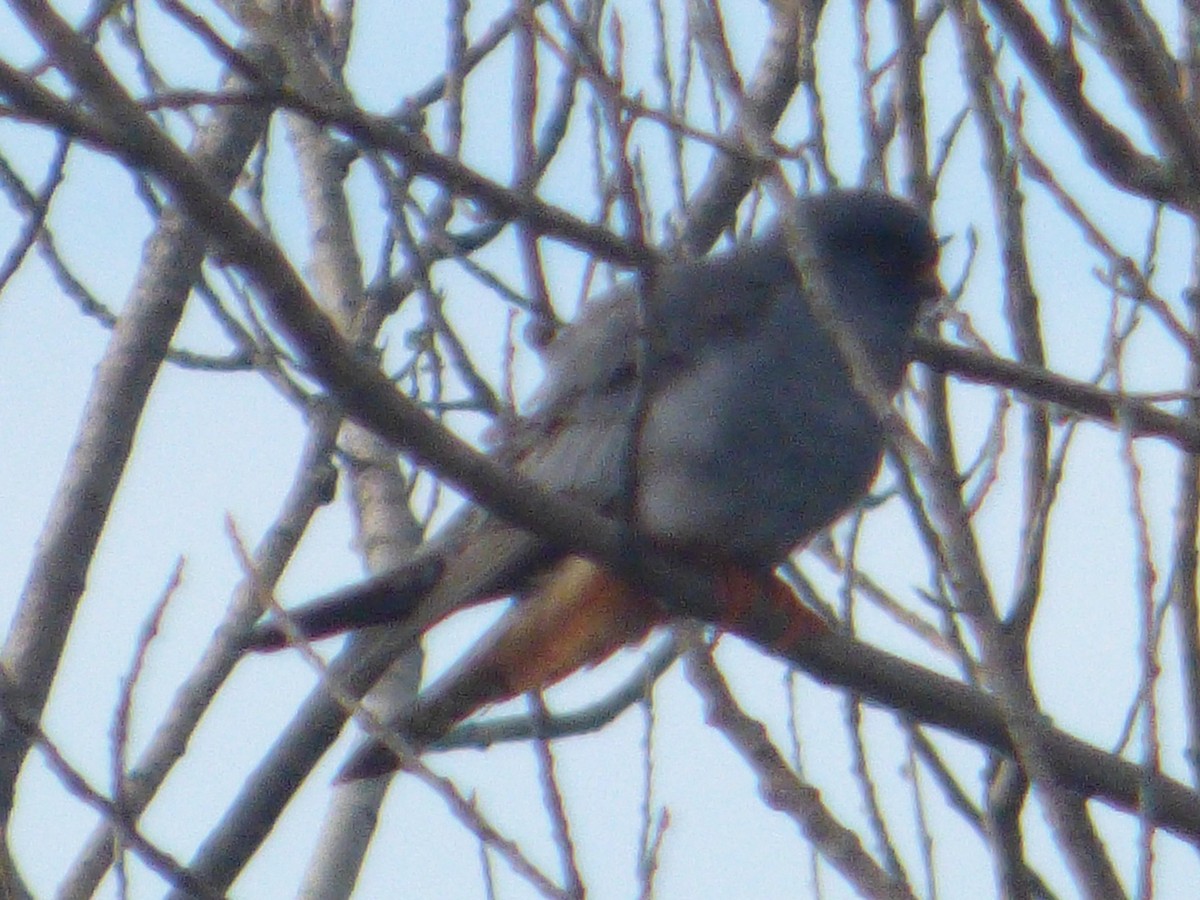 Red-footed Falcon - ML616712710
