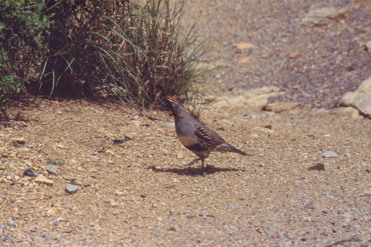 Gambel's Quail - ML616712730