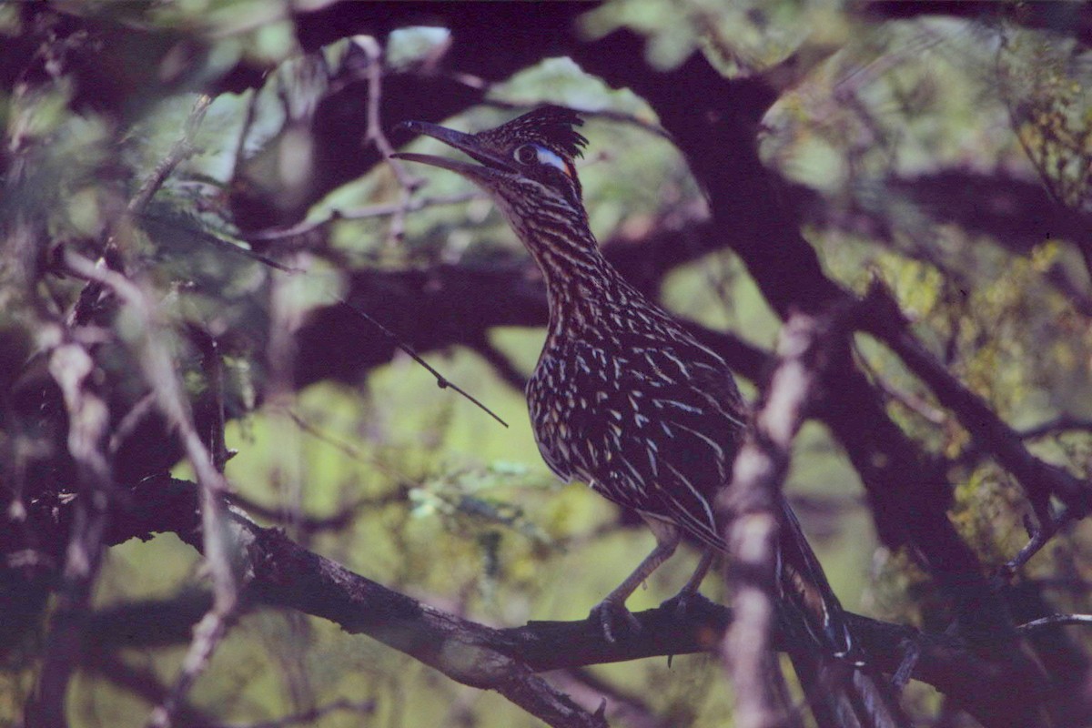 Greater Roadrunner - ML616712733