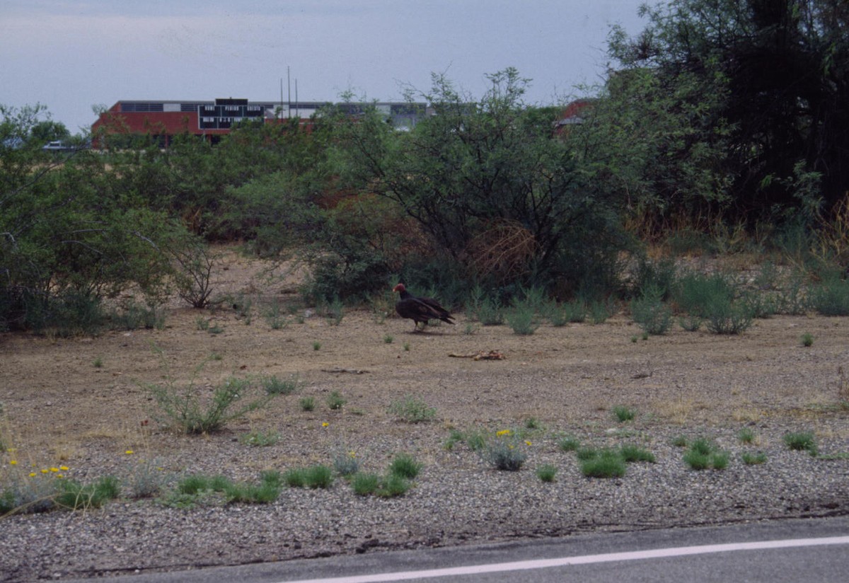 Turkey Vulture - ML616712734