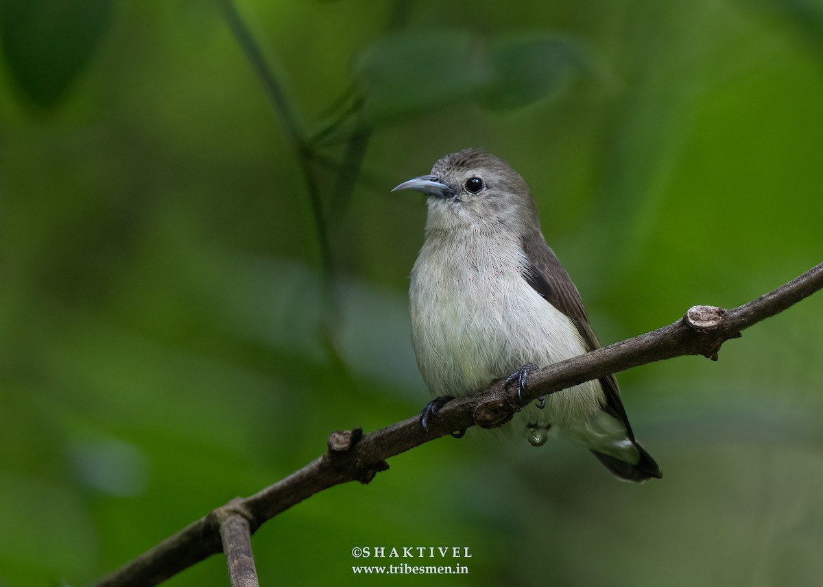 Nilgiri Flowerpecker - ML616712764