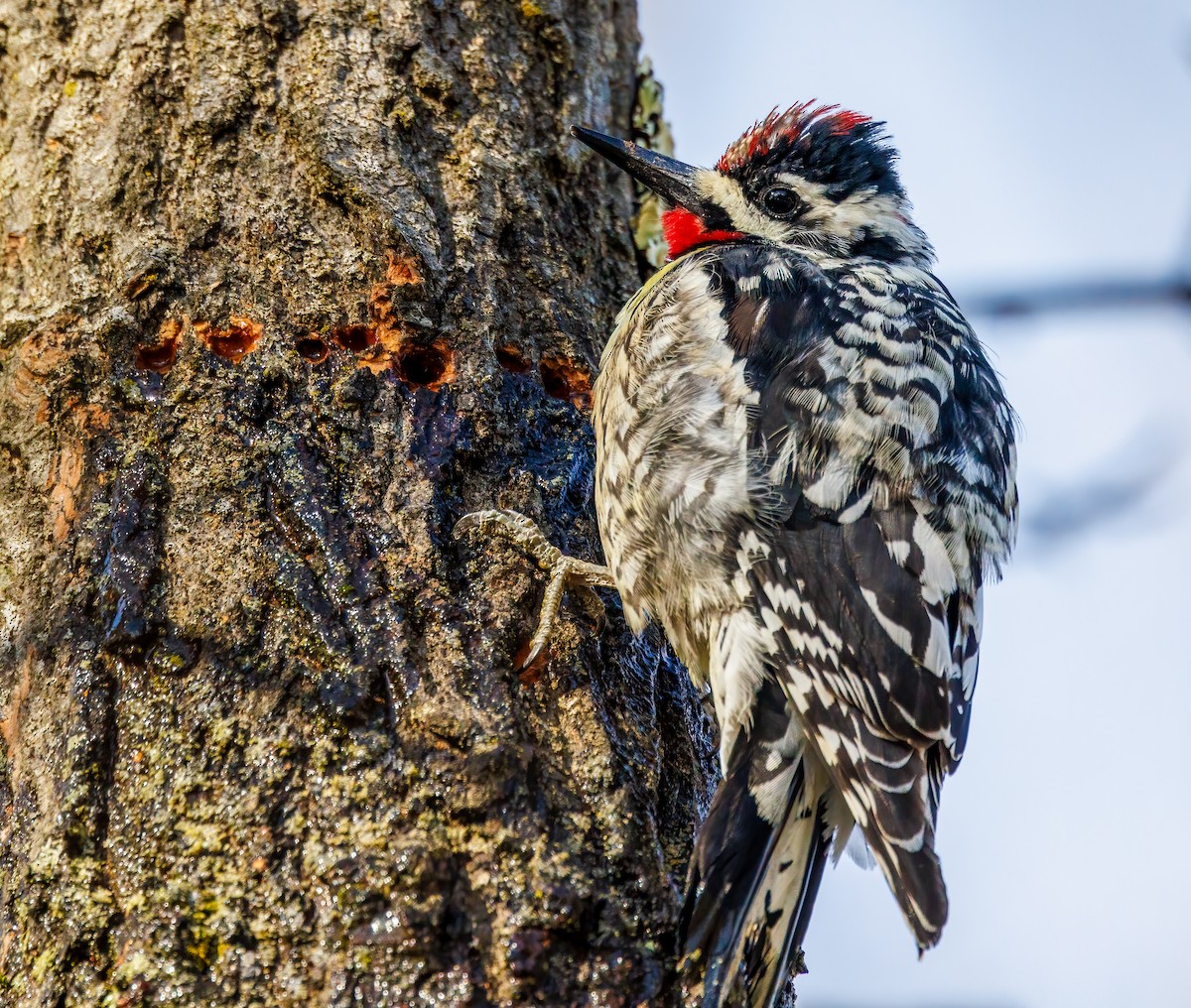 Yellow-bellied Sapsucker - Debbie Lombardo