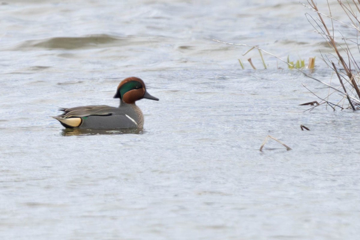 Green-winged Teal - Hervé Daubard