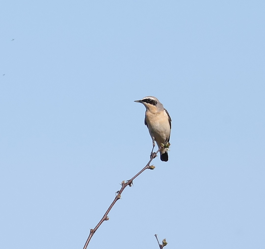 Northern Wheatear - Mileta Čeković