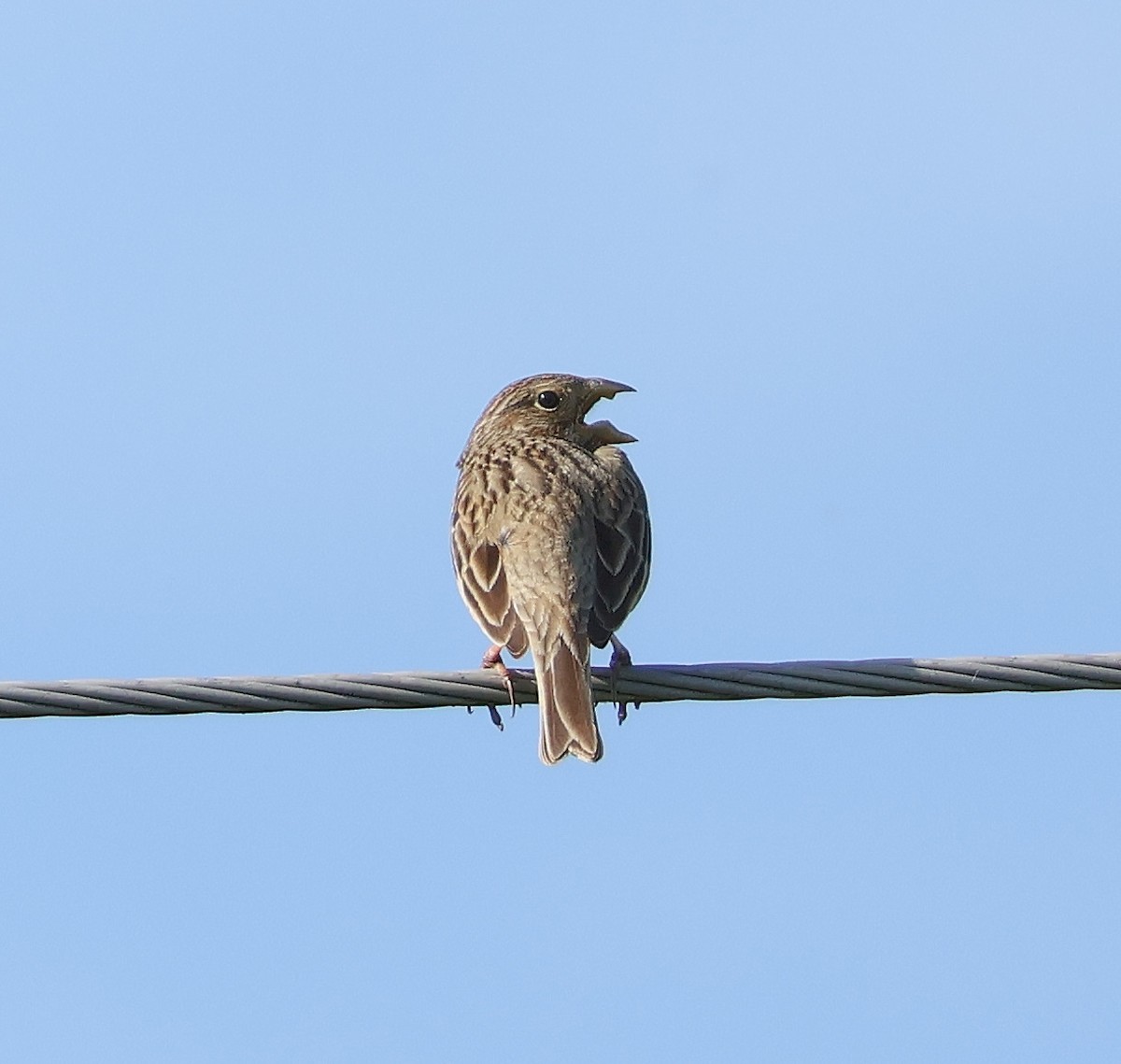 Corn Bunting - Mileta Čeković