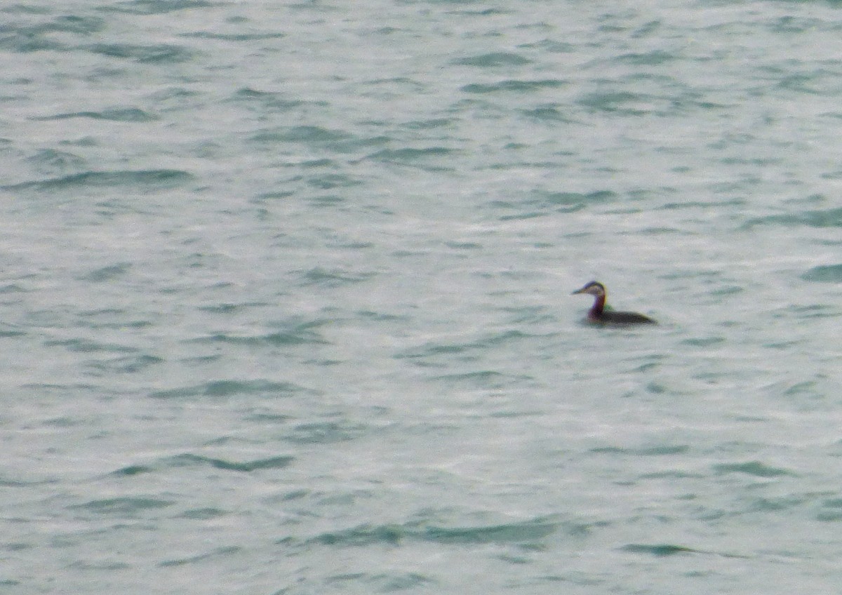 Red-necked Grebe - ML616712864
