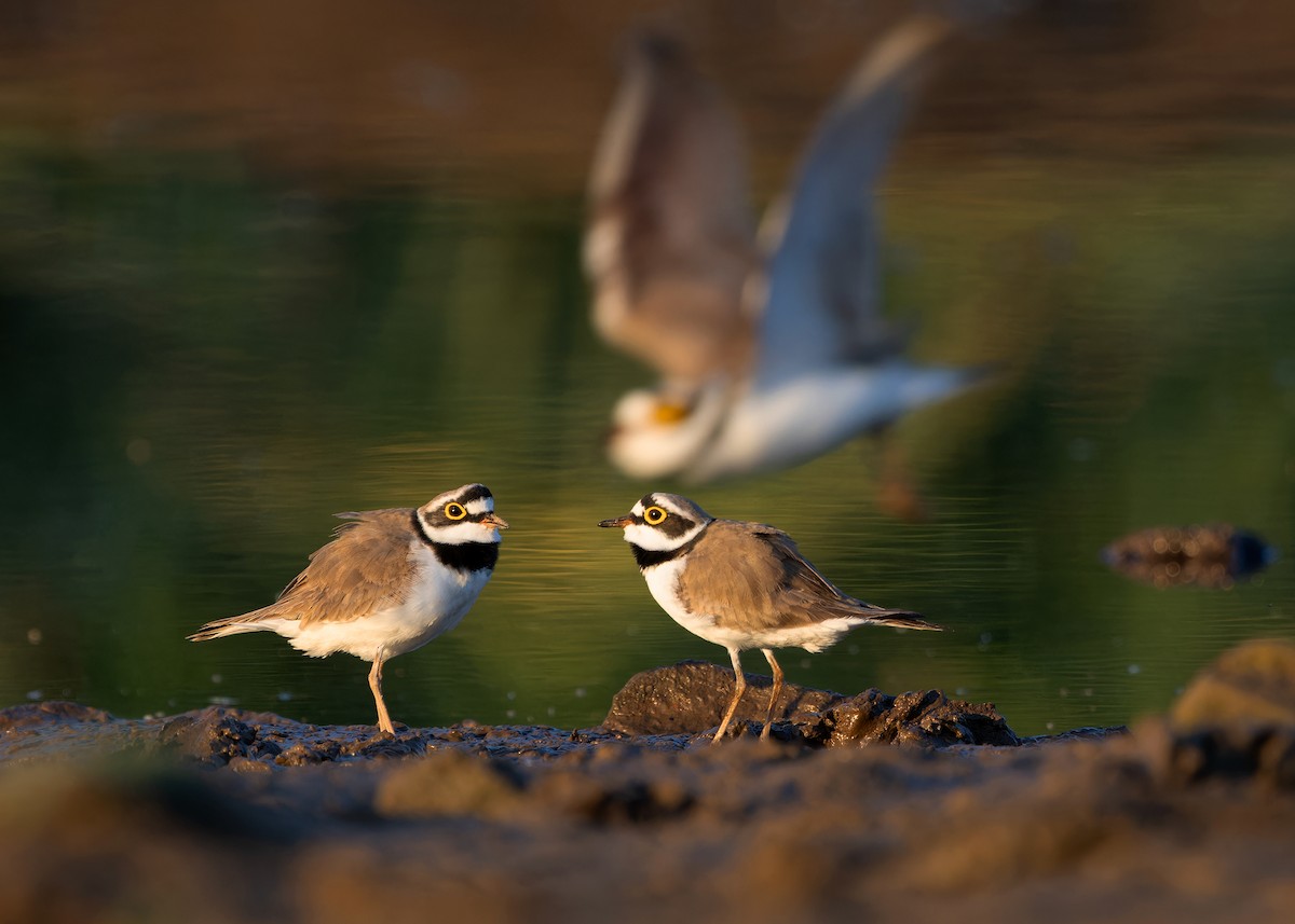 Flussregenpfeifer (dubius/jerdoni) - ML616712900