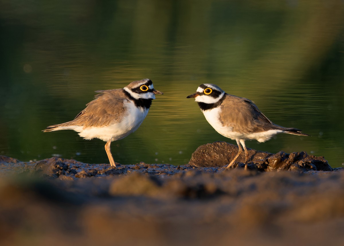 Flussregenpfeifer (dubius/jerdoni) - ML616712902